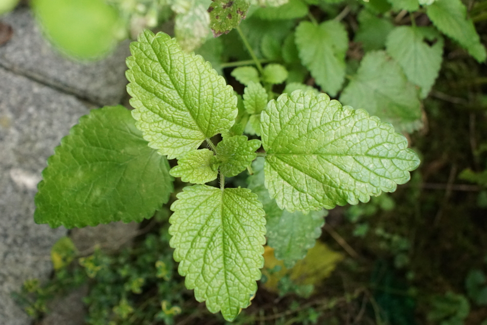 Человеческое тело использует глицин для создания различных белков Глицин