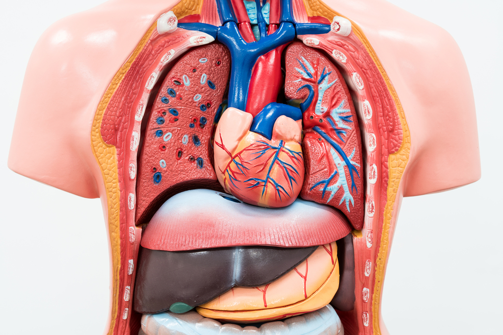 В защите тела от вредного воздействия принимают участие многие органы Иммунитет