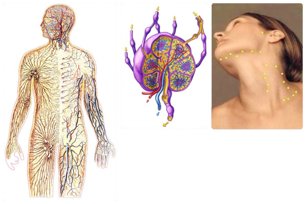 Лимфатические узлы расположены вдоль сосудов. Всего в организме человека их около тысячи Лимфатические узлы