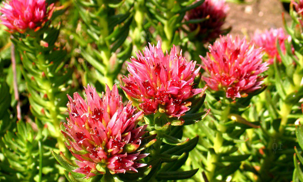 Родиола помогает организму справляться с негативными последствиями психологических и экологических факторов Родиола