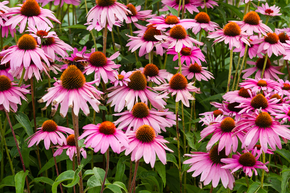 Эхинацея препятствует воспалениям, вредоносным бактериям, вирусным агентам Эхинацея