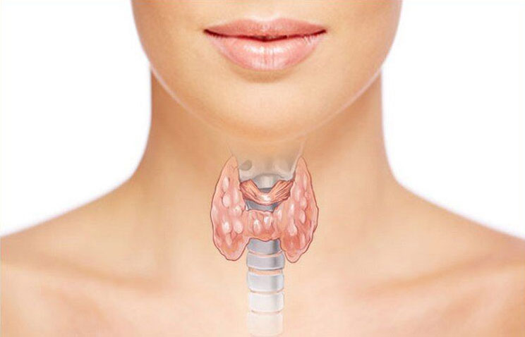 Щитовидная железа – это основной орган, отвечающий за общее здоровье человека и правильную работу эндокринной системы Щитовидная железа
