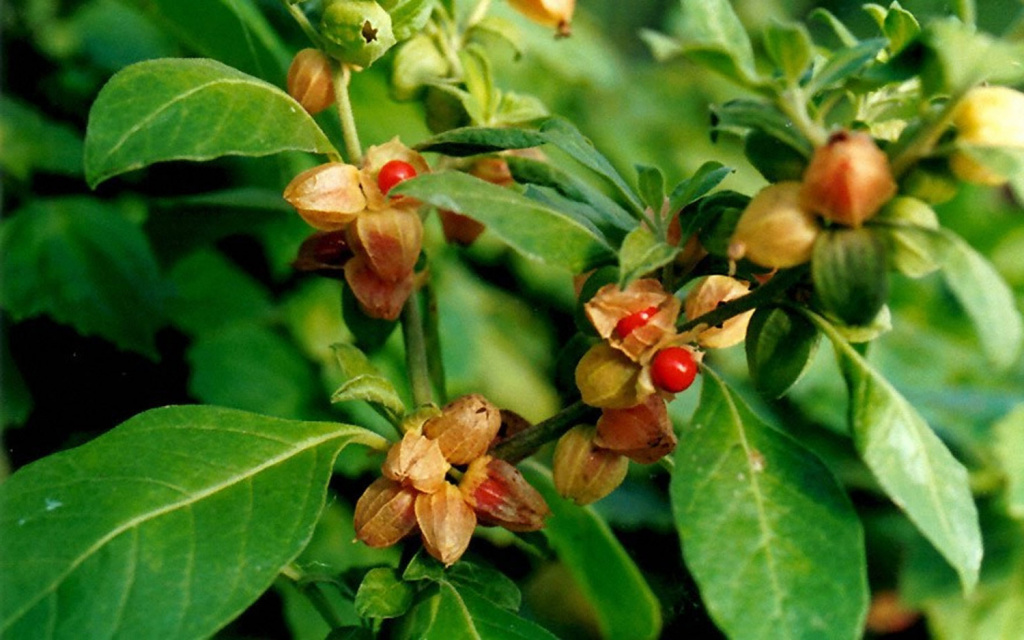 Ашвагандха помогает при хронической усталости Ашвагандха (Withania somnifera)