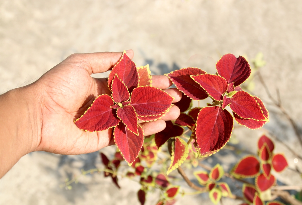 В растении содержится богатый набор биоактивных веществ. Одно из наиболее ценных — форсколин Форсколин