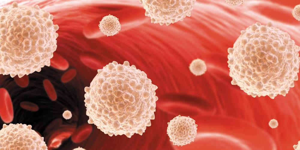 Лейкоциты – это компоненты крови, которые образуют иммунную систему Лейкоциты