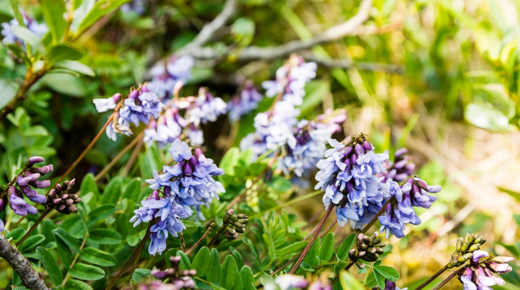 Астрагал перепончатый Астрагал