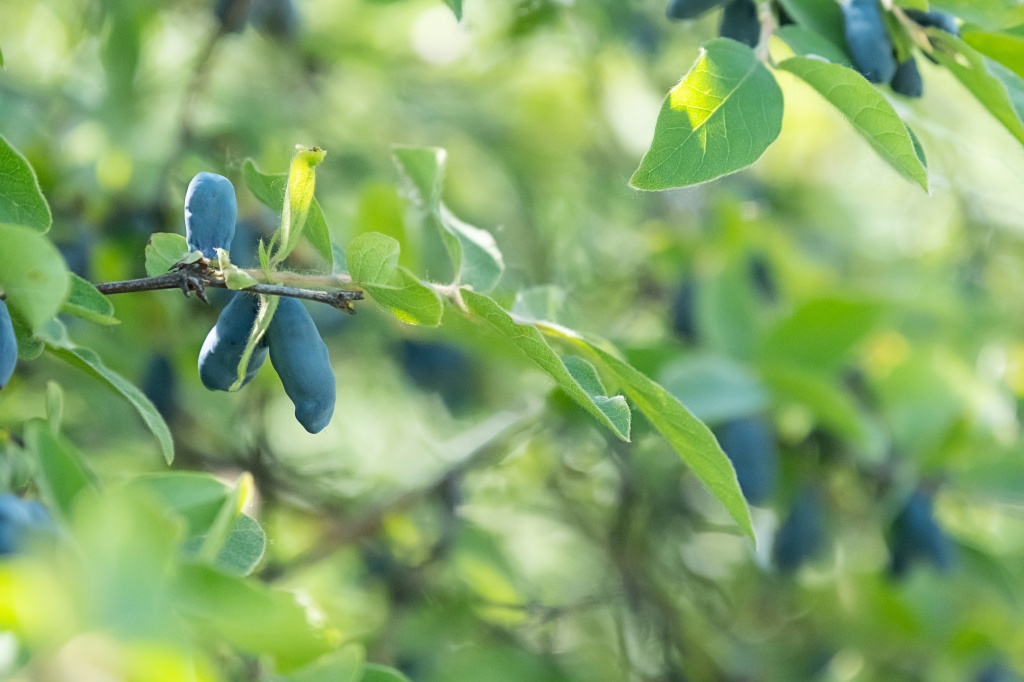 Жимолость имеет низкую калорийность и разгоняет метаболизм, поэтому ее рекомендовано включать в рацион при похудении Жимолость