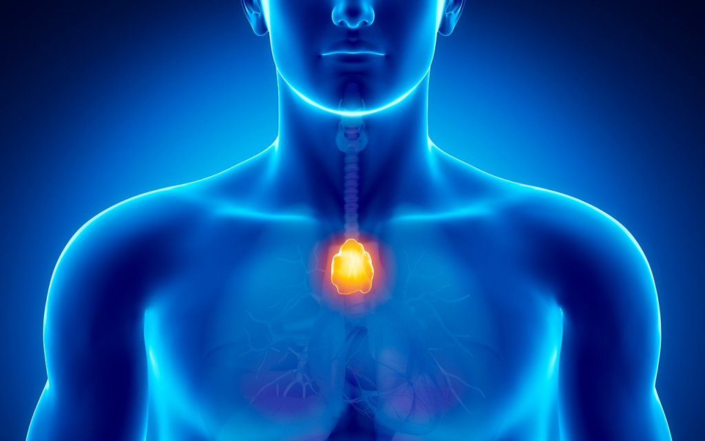 Тимус, или вилочковая железа. Небольшой орган, расположенный позади грудины. Здесь созревают T-клетки иммунной системы, производятся антитела Тимус