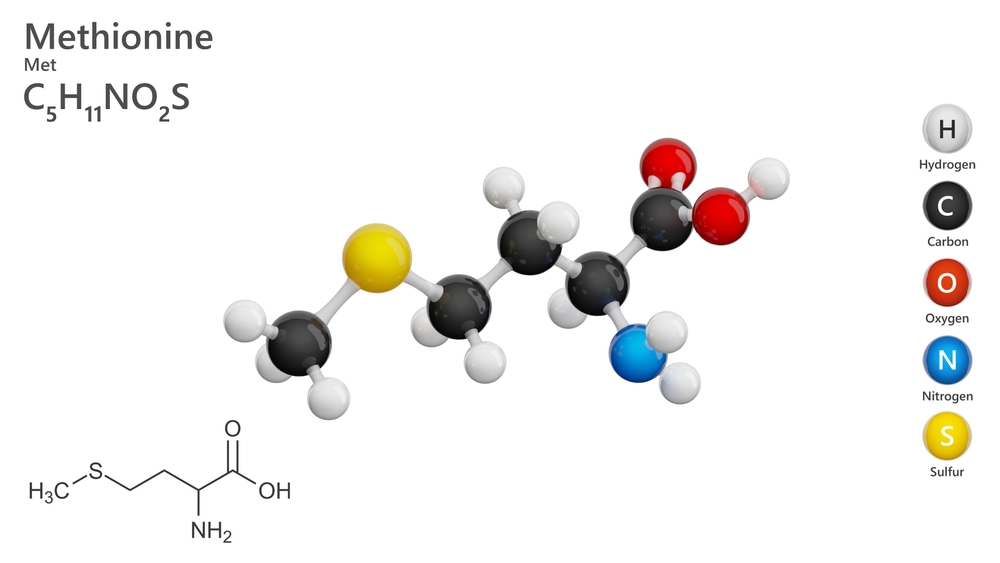 В состав молекулы входит 20 атомов, среди которых углерод, сера, азот, кислород и водород. Они образуют разветвленную пространственную структуру Метионин