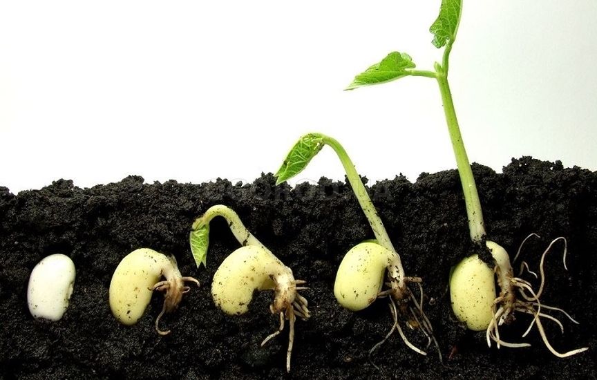 Прорастание семени фасоли Что нужно для прорастания семени?