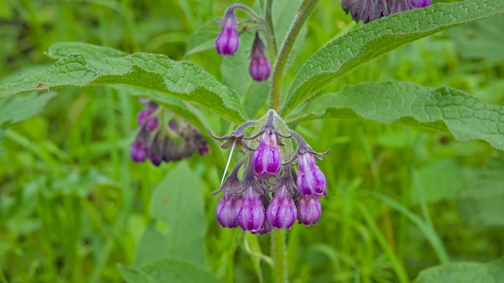 Мазь могут назначить при наличии старых повреждений, которые начали беспокоить при активных физических нагрузках Мазь Живокост