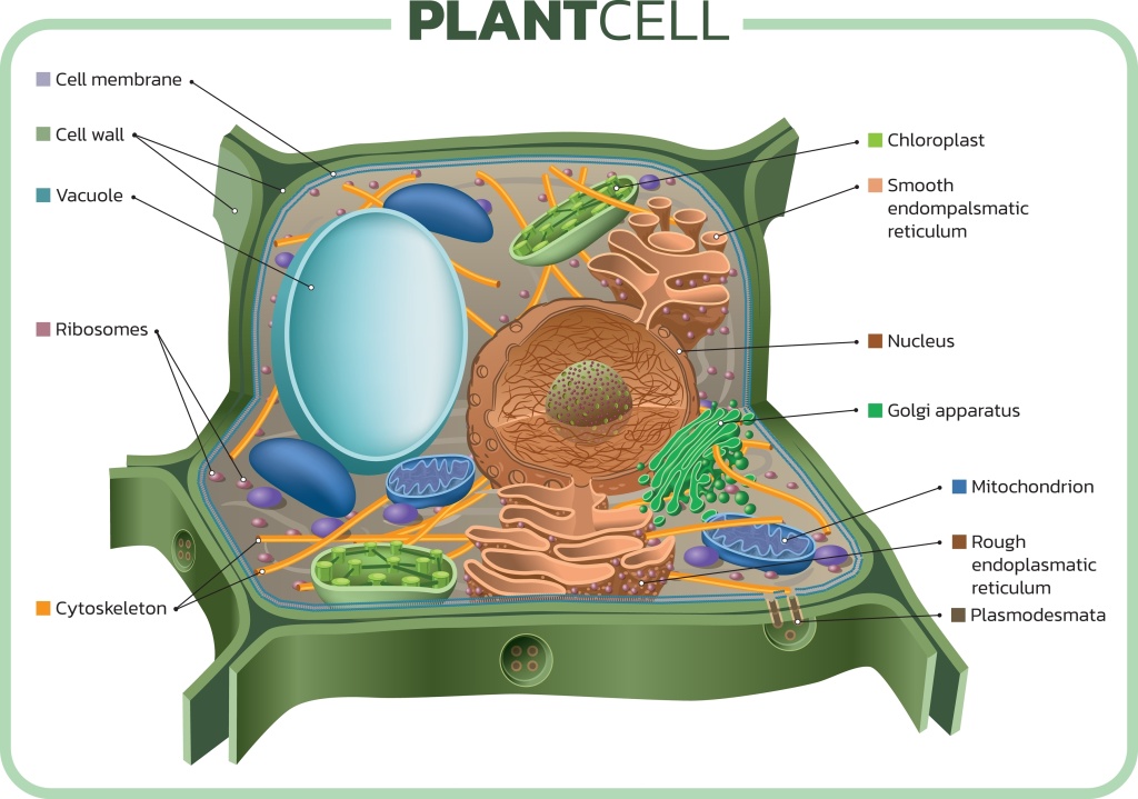Строение растительной клетки Растительная клетка