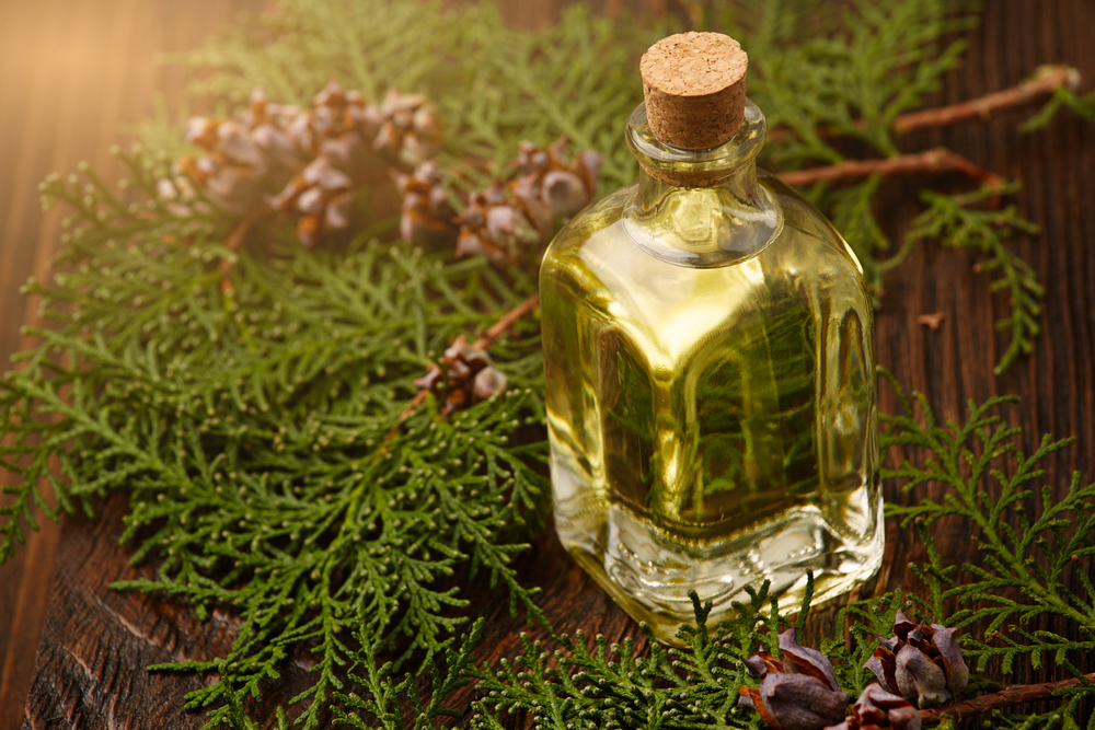 Масло кипариса выглядит как прозрачная, бесцветная или желтоватая маслянистая жидкость. Издает приятный освежающий запах, напоминающий смесь ароматов можжевельника и сосны Масло кипариса