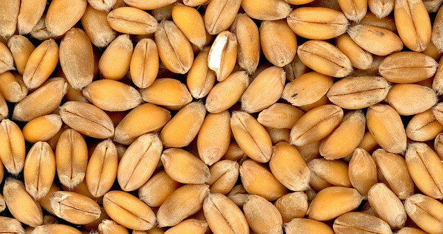 Благодаря специальной технологии коллаген начали добывать из пшеницы Растительная продукция