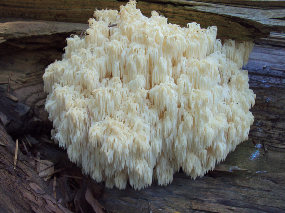 Ежовик гребенчатый – кладезь уникальных соединений, которые стимулируют рост новых нервов Ежовик гребенчатый