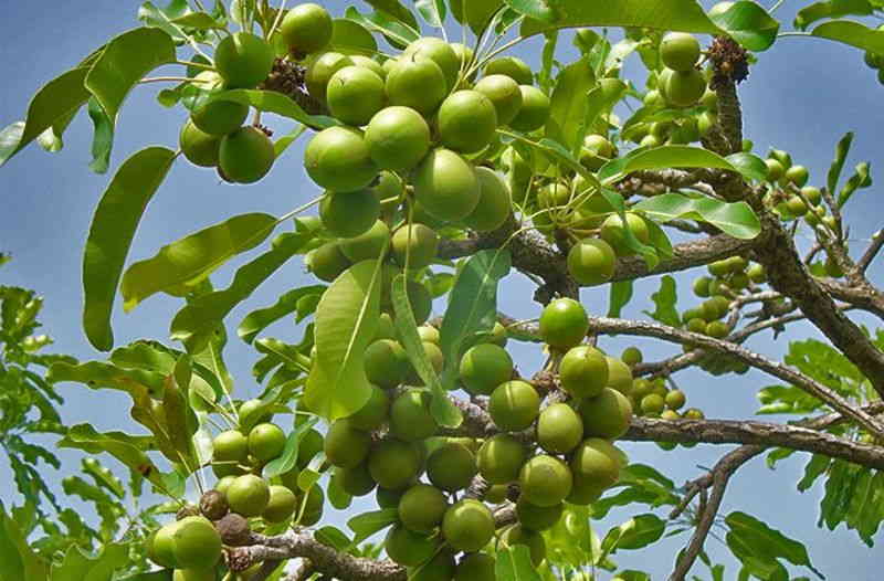 Растение, на котором вызревают плоды ши – дерево ши, часто называют деревом жизни. плоды ши