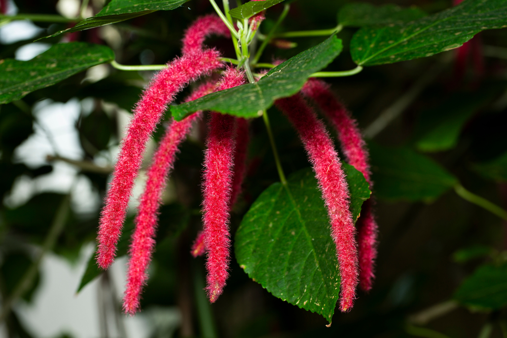 Амарантовое масло – натуральный продукт, который добывается из дерева с таким же названием Амарантовое масло