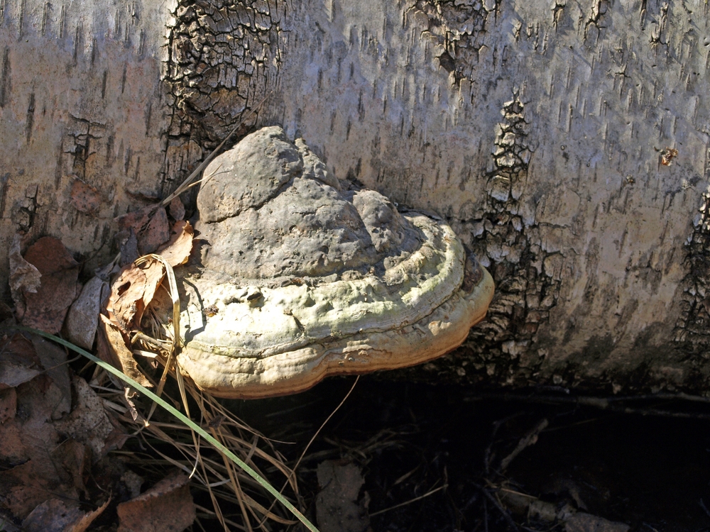 В лабораторных условиях в чаге было обнаружено несколько соединений, которые укрепляют иммунитет человека Чага