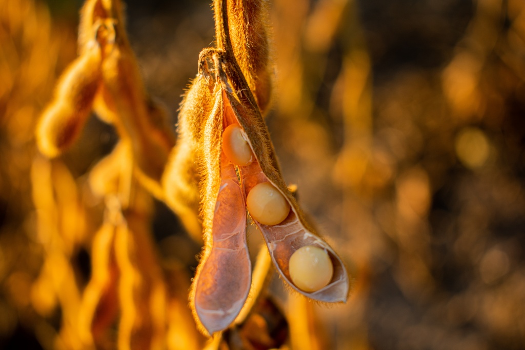 Родина сои — Китай. На данный момент ее выращивают на полях Америки, Европы, Аргентины, Азии и Австралии Вырастает это травянистое растение высотой до двух метров