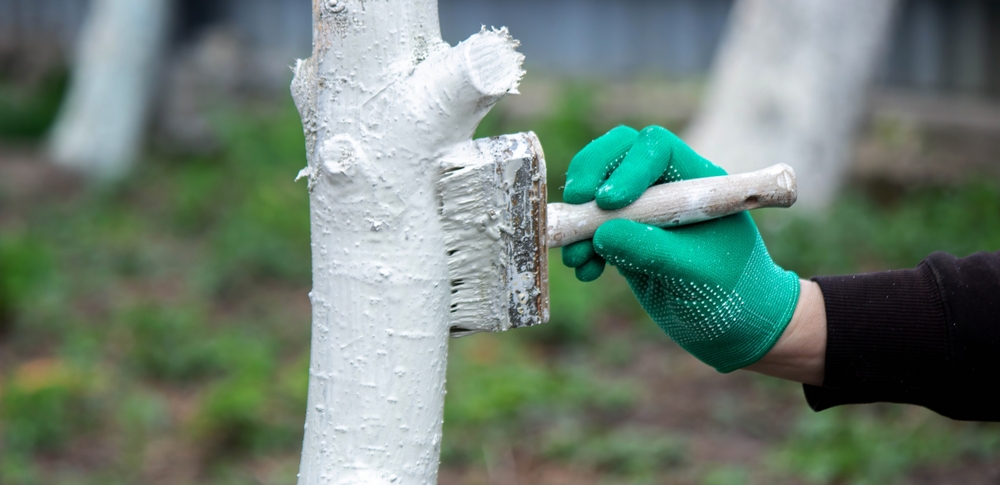 Гашеная известь активно может быть использована в быту как профилактическая побелка для стволов растений Гашеная известь