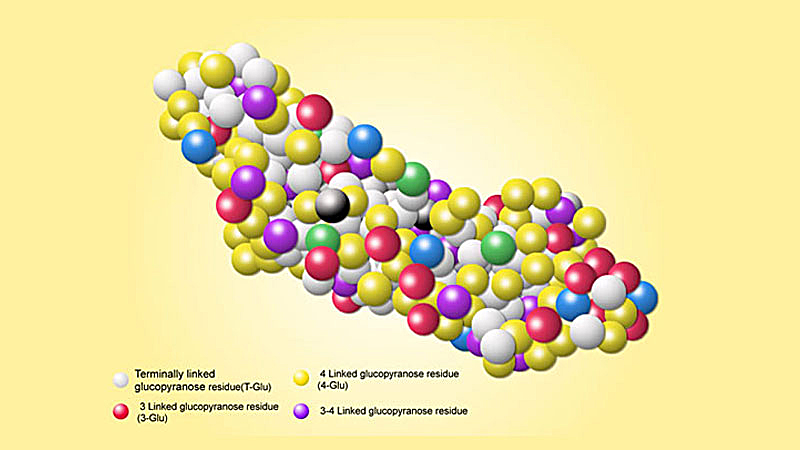 Бета-глюканы имеют достаточно длинные молекулярные цепи. Они не подвергаются фрагментации под воздействием пищеварительных ферментов. Бета-глюканы