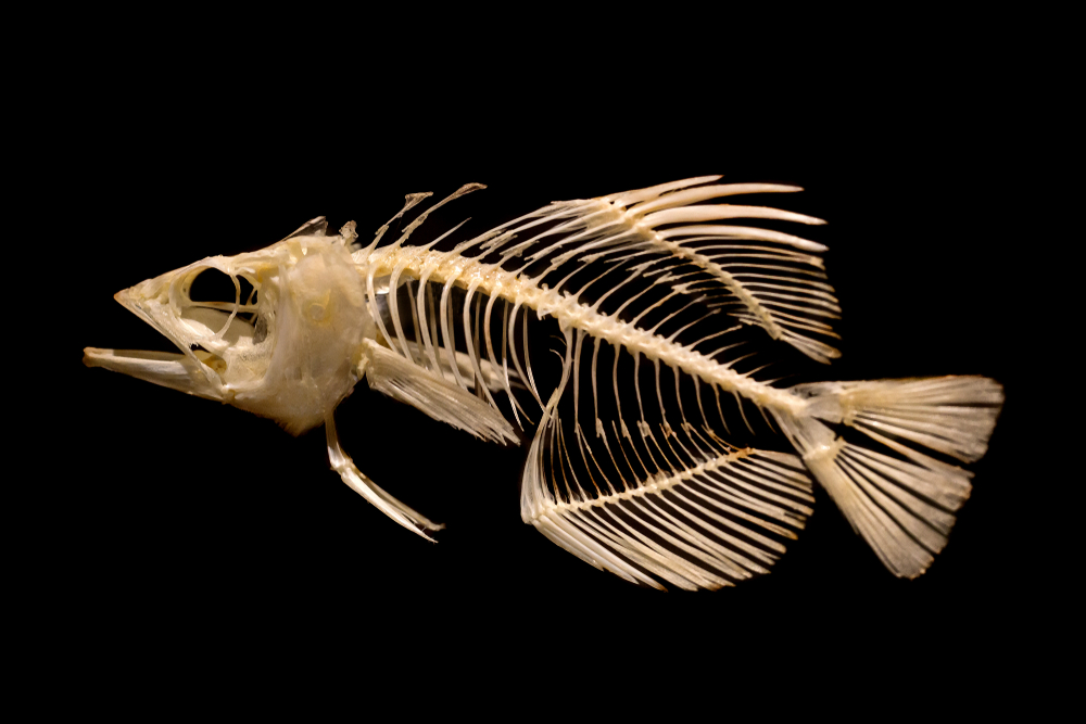 Морской коллаген производится от из костей, жира и хрящей рыб Морской коллаген