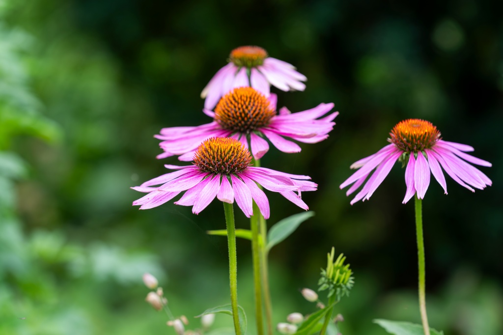 Препараты эхинацеи эффективны в лечении болезней, которые связаны с ухудшением работы иммунной системы, вызванным воздействием химиотерапевтических и антибактериальных средств, ультрафиолетового излучения, ионизирующей радиации, а также хроническими патологиями воспалительного характера Препараты эхинацеи