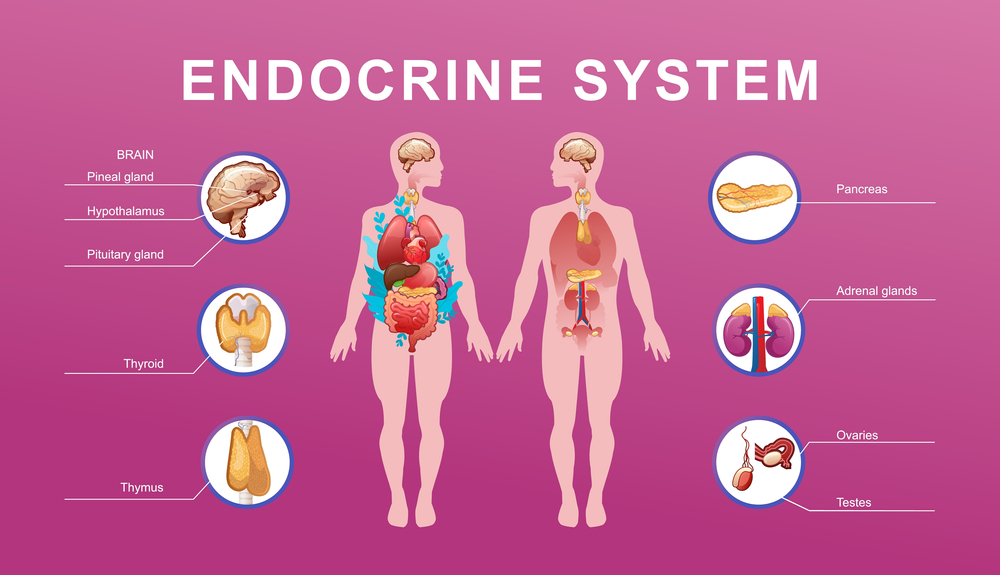 Железы внутренней секреции: надпочечники, гипофиз, эпифиз, щитовидная, паращитовидная, поджелудочные, половые и вилочковая железы Какие железы относятся к эндокринным