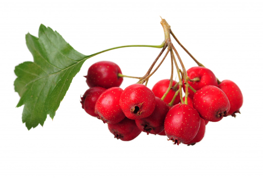 Благодаря своим фенолам и флавоноидам, боярышник обладает сильным антиоксидантным действием Польза боярышника