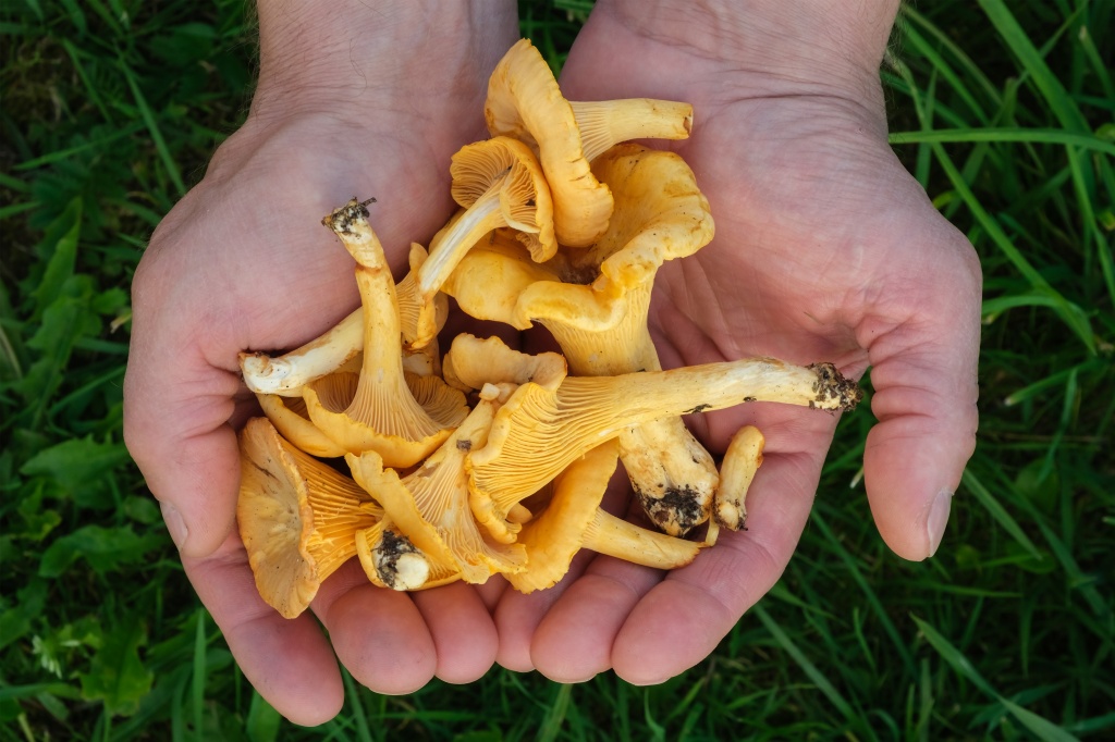 Установлено, что кордицепс регулирует работу дыхательной системы, придает энергии и повышает либидо Кордицепс еще с древних времен применяли в медицине на Тибетском плато