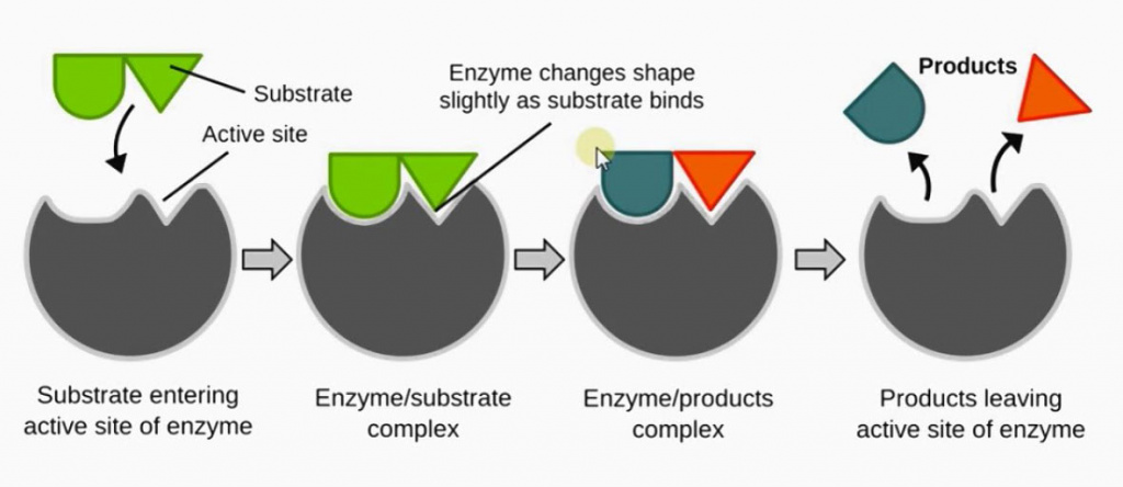Модель замка и ключа позволяет наглядно, хоть и упрощенно, проиллюстрировать работу ферментов Модель замка и ключа