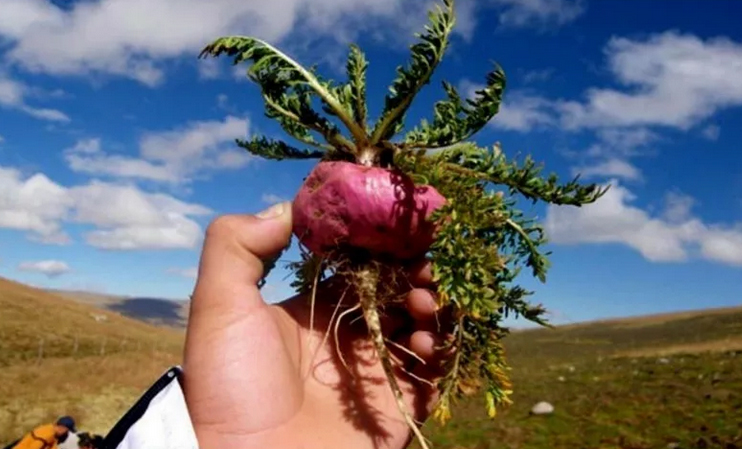 Внешне мака представляет собой небольшое растение, похожее на репу. Она вырастает приблизительно до 15 см, а ее корень – примерно до 2 см в диаметре Мака