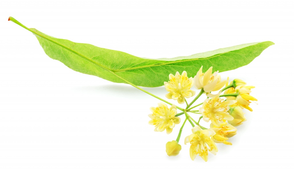 Сочетание танина и слизи вносит свой вклад в формирование характерного вкусового букета липового чая. Букета липового чая