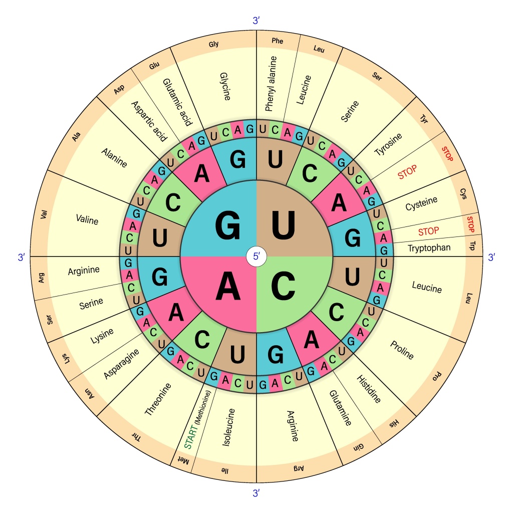 Каждая из незаменимых аминокислот имеет свои особенности и функции незаменимые аминокислоты