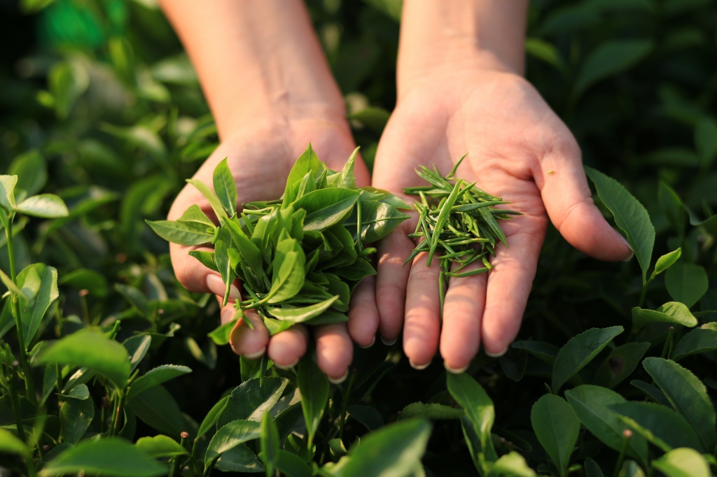 Основной источник тианина – зеленый чай зеленый чай