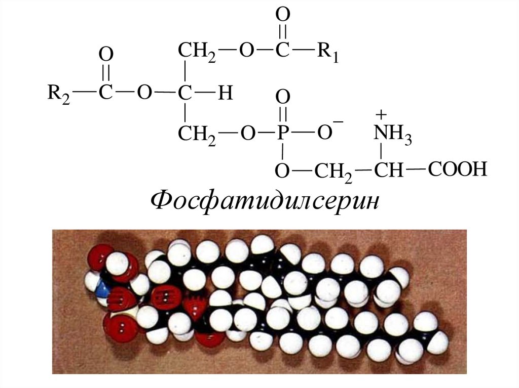 Фосфатидилсерин относится к группе фосфолипидов — веществ, которые содержат в своем составе остаток фосфорной кислоты, части многоатомных спиртов и жирных кислот. Фосфатидилсерин