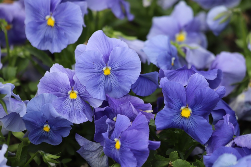 При регулярном применении уходовой косметики с экстрактом фиалки повышается уровень увлажненности кожи экстракт фиалки