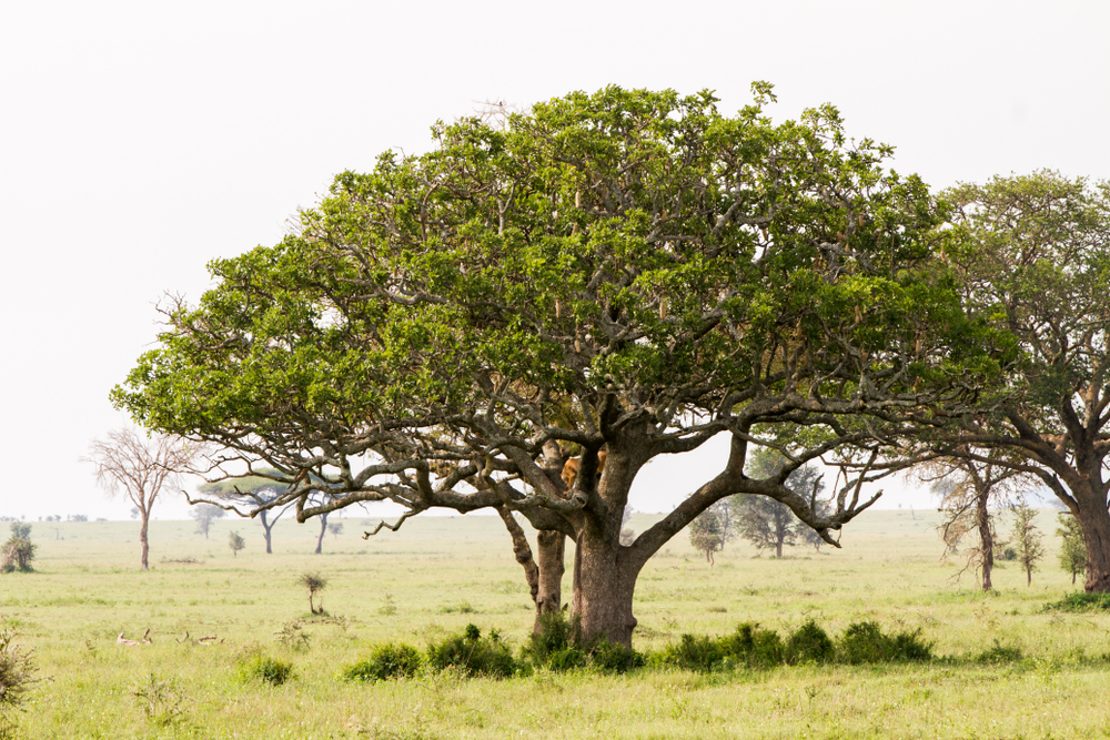 Йохимбин – это натуральное алкалоидное вещество, которое добывают из коры африканского пальмового дерева Йохимбе Полезные свойства экстракта обнаружены в конце 19 века медиком Шпигелем