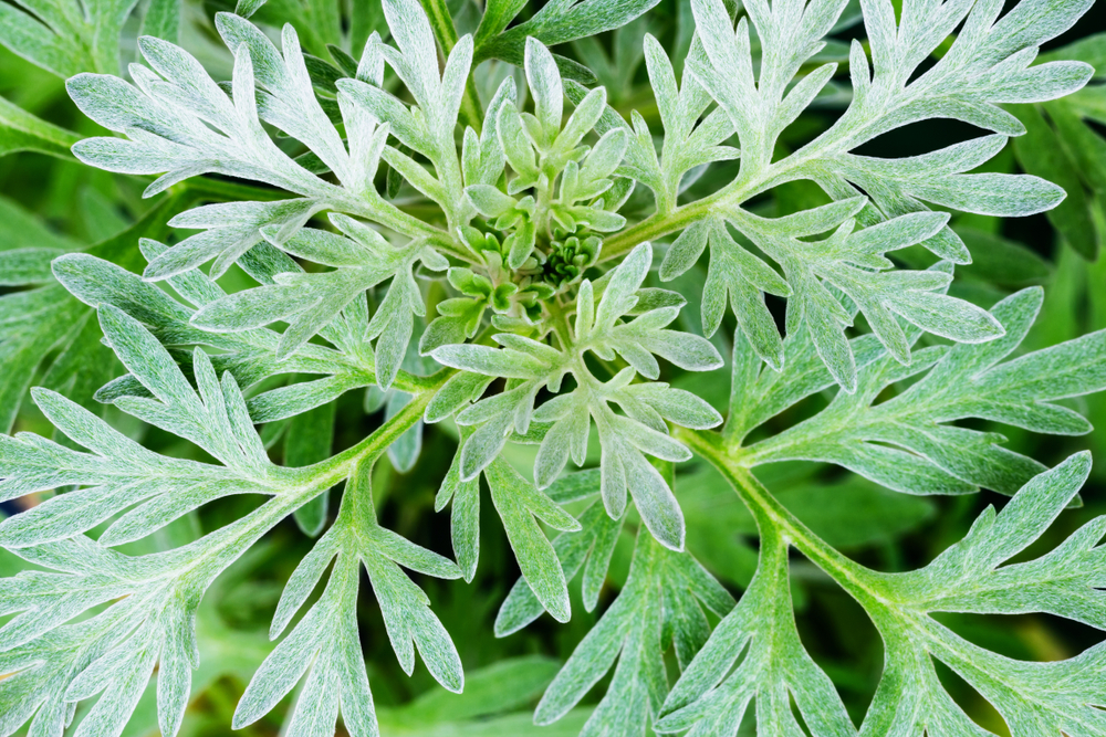 Полынь горькая проявляет желчегонную, потогонную, мочегонную, противовоспалительную активность Полынь горькая