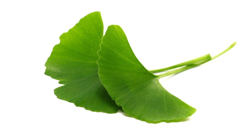 Препараты с экстрактом гинкго билоба помогают поддерживать память Препараты с экстрактом гинкго билоба