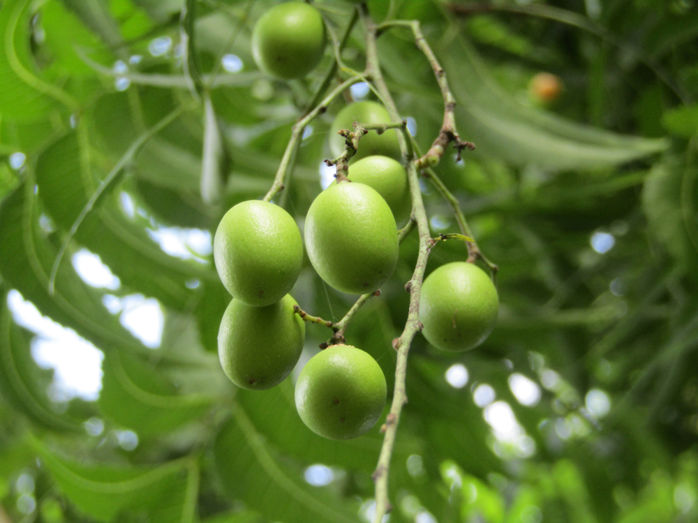 Растение, на котором вызревают плоды ши – дерево ши, часто называют деревом жизни. плоды ши