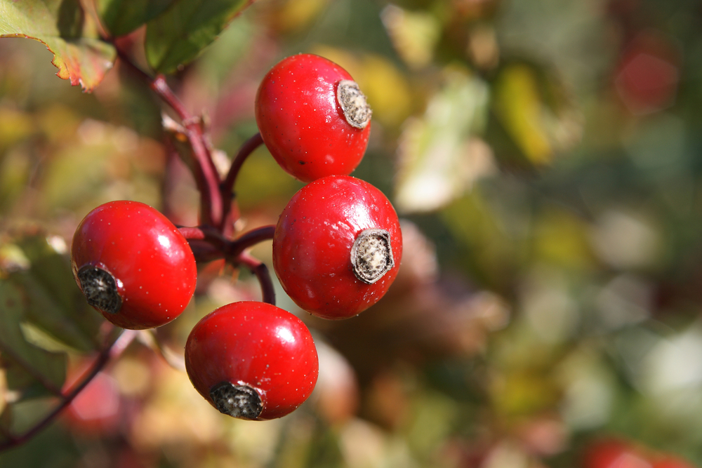 На первом месте по содержанию витамина С находится шиповник шиповник