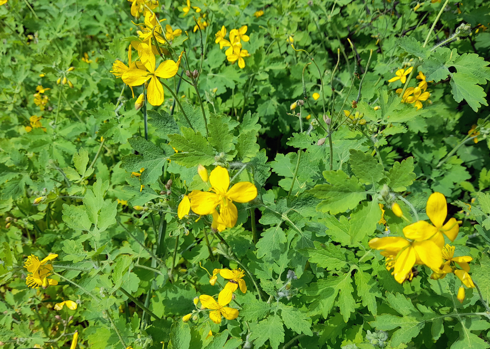 Чистотел влияет на весь организм – кровь, лимфу, внутренние органы и системы Чистотел