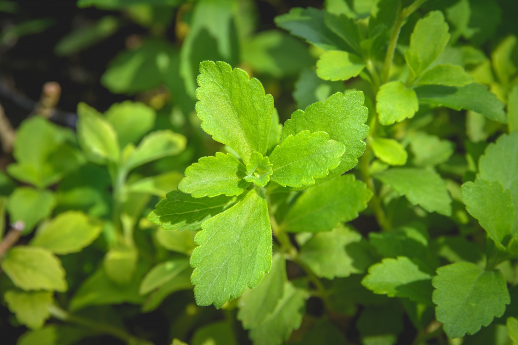 Природный сахарозаменитель стевия, при совместном употреблении с пионом обладает сильным антиандрогенным действием В некоторых случаях, когда лечение с помощью приема лекарственных препаратов невозможно, его стремятся заменить применением народных средств