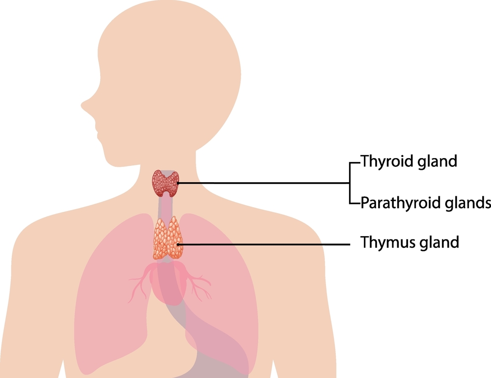 Щитовидная железа – это главный защитный барьер организма. Щитовидка находится перед трахеей, имеет форму бабочки. Небольшого размера щитовидная железа играет огромную роль в регуляции жизнедеятельности человека