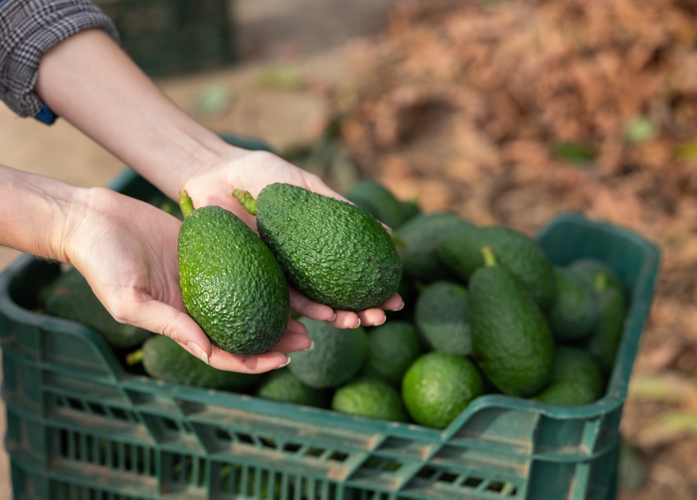 При покупке и выборе плода важно обратить внимание на его внешний вид. Кожура должна быть однотонного, насыщенно-зеленого цвета Как выбрать авокадо?