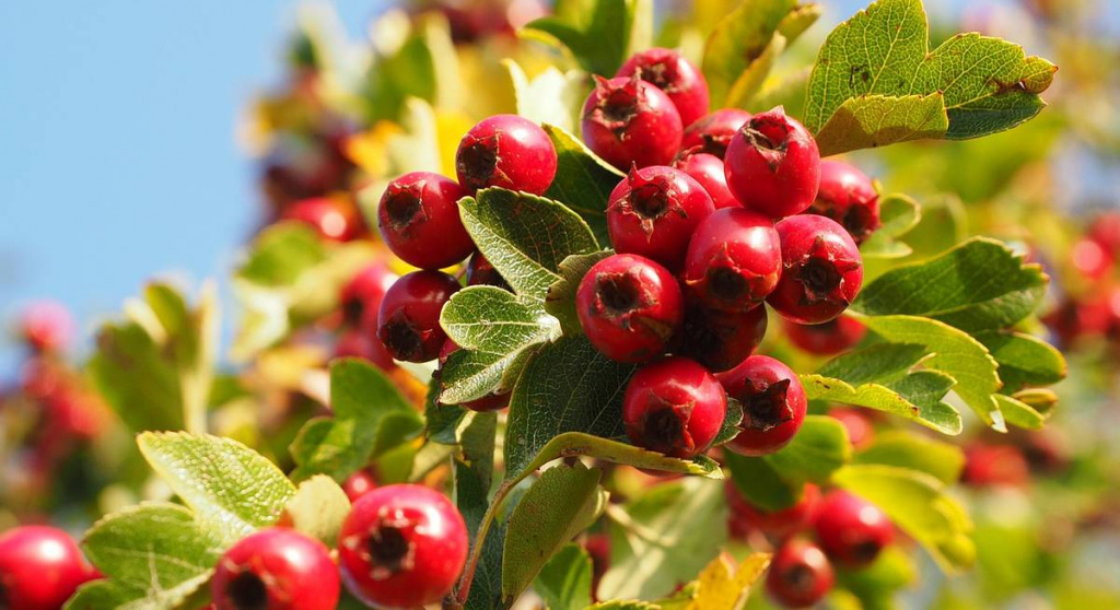 Свежий или сушеный боярышник боярышник