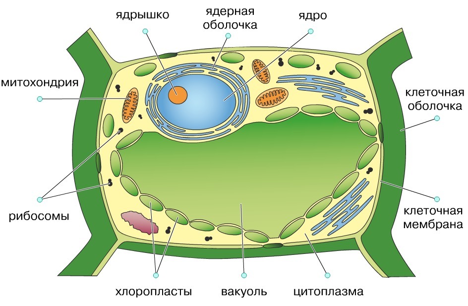 Строение растительной клетки Растительная клетка