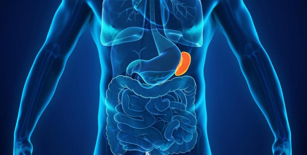 Селезенка. Уничтожает старые, поврежденные клетки крови. Содержит здоровые лейкоциты Селезенка