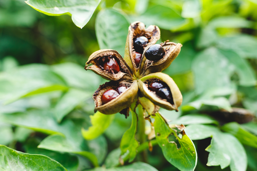 Масло, выжатое из семян мартинии, использовалось для лечения нарывов и устранения кожного зуда Масло, выжатое из семян